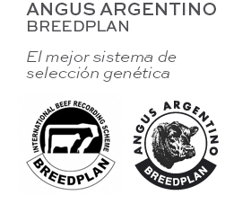 Angus Argentino Breedplan